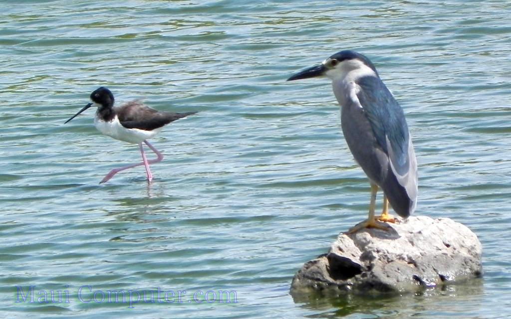 The A'eo and 'Auku'u (Stilt and Heron) enjoy catching fish and worms at Kealia Pond