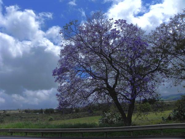 luanakai-jacaranda1