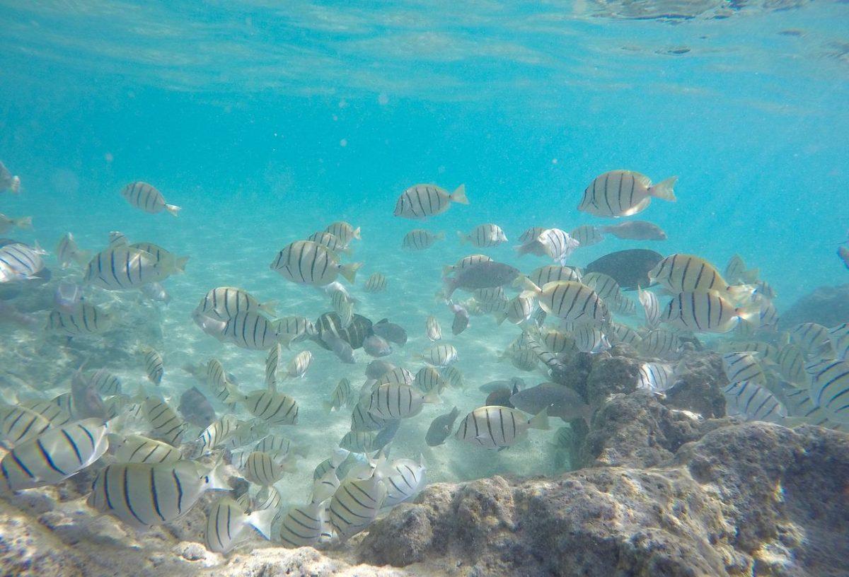 Maui Snorkeling