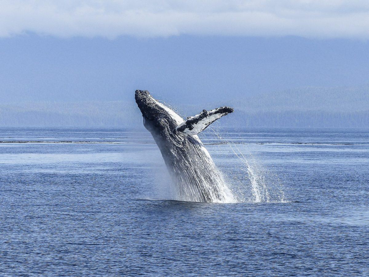 Maui Whale Watching in Kihei at Luana Kai Condo Resort